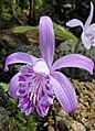 Pleione yunnanensis