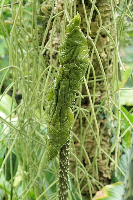 Anchomanes_difformis