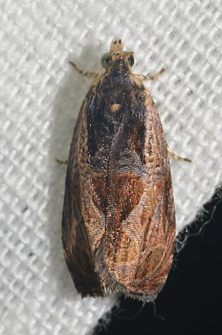 <i>Olethreutes nigranum</i> Species of moth