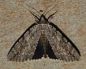 - 8780 – Catocala robinsonii – Robinson's Underwing Moth (43831863625).jpg