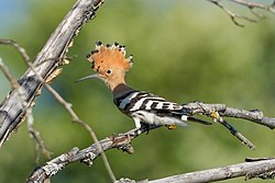 Wild Eurasian hoopoe at Pfyn-Finges Licensing: CC-BY-SA-4.0