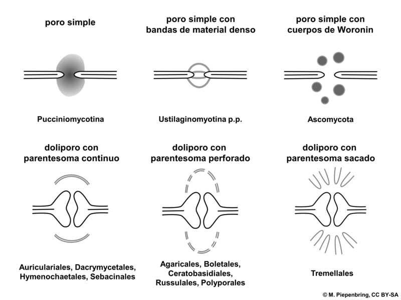 File:03 01 06 poros en septos de hifas Ascomycota y Basidiomycota (M. Piepenbring).png