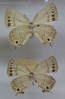 <i>Iratsume</i> Monotypic butterfly genus in family Lycaenidae