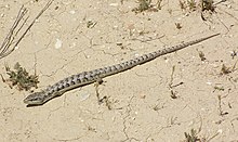 09-031 Alligator Lizard (Elegaria multicarinata) slo co, ca -1 (3481412621).jpg