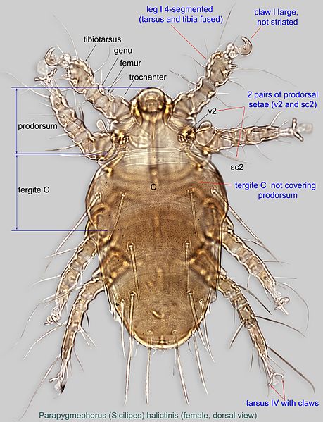 File:1-Parapygmephorus Sicilipes halictinis female2 dors BF100 BMOC 15-0606-001.jpg