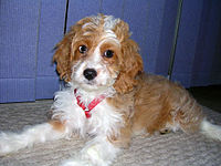 Twelve-week-old Cockapoo puppy.