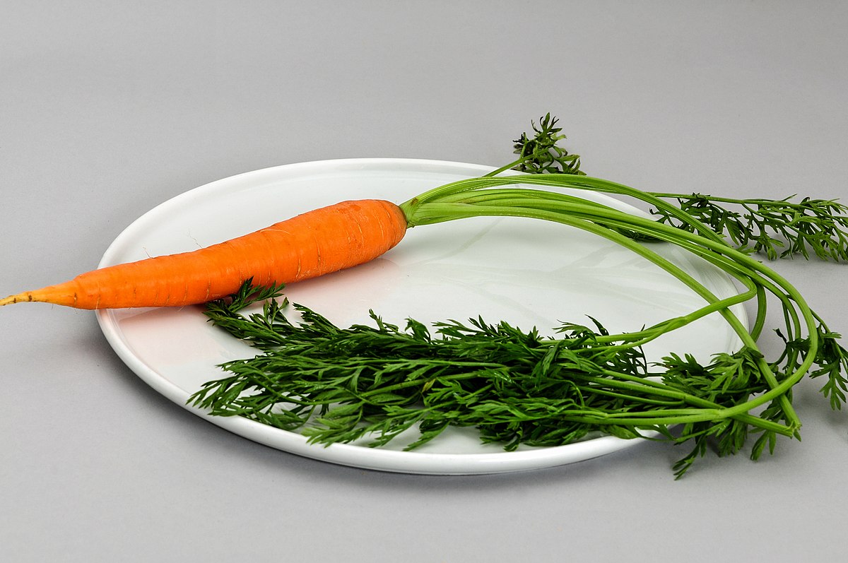 Carrot - Simple English Wikipedia, the free encyclopedia