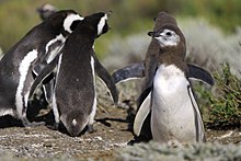 Adults and chicks by their burrow in Cape Virgenes, Patagonia, Argentina 133 - Cap Virgenes - Manchot de Magellan - Janvier 2010.JPG