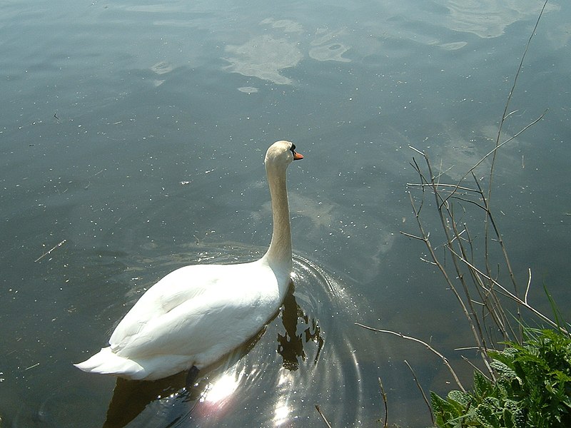 File:189 Schwan.JPG