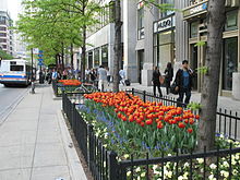 2007 Tulip Days on The Magnificent Mile with CTA bus in view. 20070509 Tulip Days.JPG