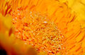 2011-12-04 16-28-58-Asteraceae-88f.jpg