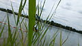 Paarungsrad der Großen Pechlibelle am Blausee