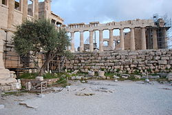 Pandroseionin paikka Erekhtheionin (vasemmalla) kyljessä, taustalla Parthenon. Seinustalla Athenen pyhän oliivipuun paikalle istutettu oliivipuu.