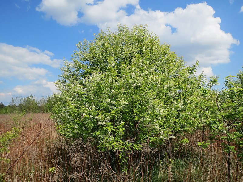 File:20140420Prunus padus4.jpg