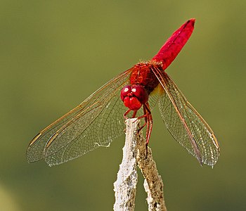 Scarlet dragonfly - Crocothemis erythraea, male