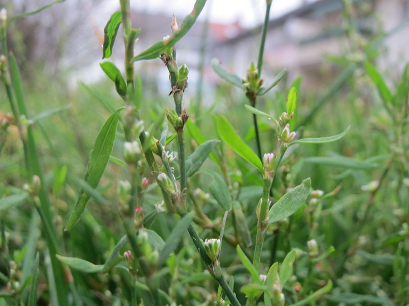 File:20161126Polygonum aviculare2.jpg