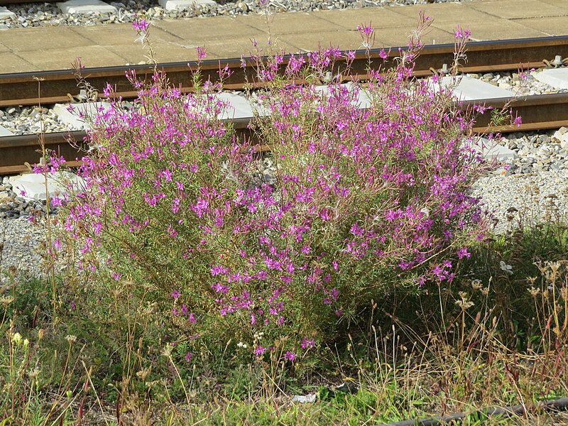 File:2017-10-12 (275) Epilobium (Chamerion, Chamaenerion) dodonaei (rosemary willowherb) in the railroad tracks of Main Station in Wiener Neustadt, Austria.jpg