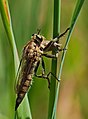 Barbarossa-Fliege - Eutolmus rufibarbis, Weibchen