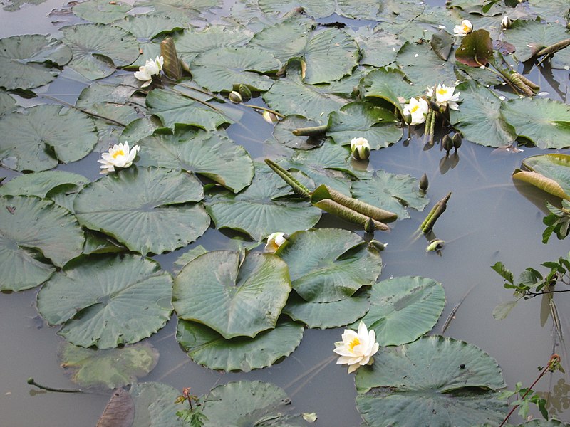 File:20180603Nymphaea alba2.jpg