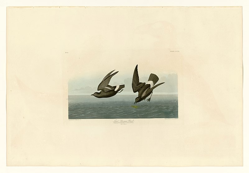 File:340 Least Stormy-Petrel.jpg