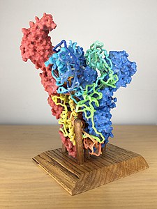 Mô hình tăng đột biến protein SARS-CoV-2 được tạo bằng máy in 3D