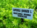 Marzanka wonna, przytulia wonna (Galium odoratum)