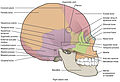 Human skull. Lateral view.