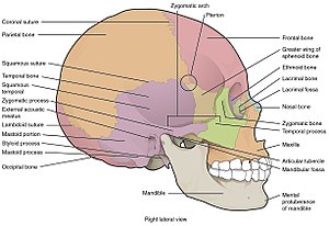 705 Lateral View of Skull-01.jpg