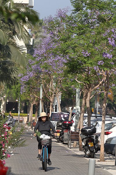 File:88125 jacaranda blossom PikiWiki Israel.jpg