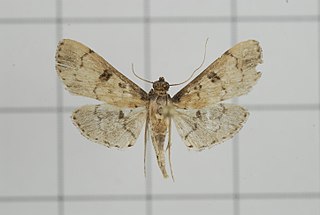 <i>Metasia masculina</i> Species of moth