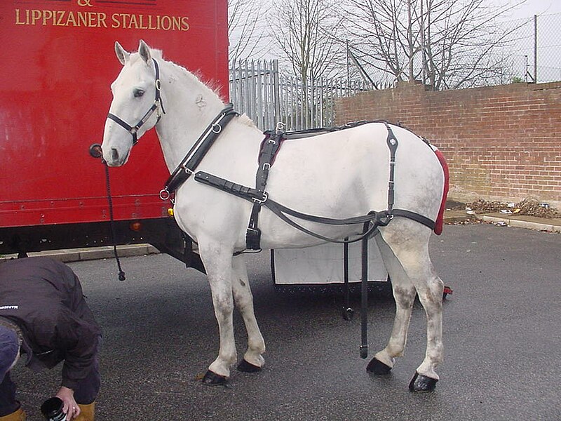 File:AA Lipizzaner 08 04 09 00.jpg