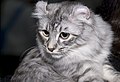 Кішка сріблястого таббі забарвлення