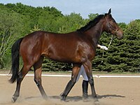 AWB filly being shown in hand (cropped).jpg