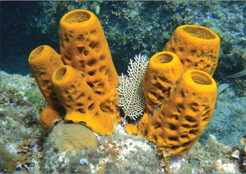 File:A Guantanamo sponge -a.jpg