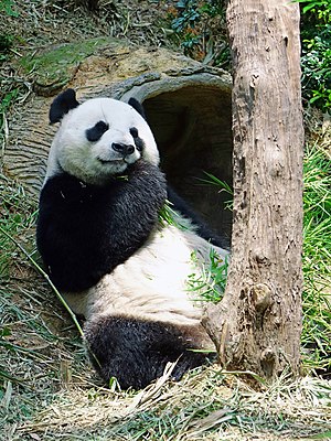 A Panda eating.jpg