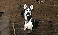 Husky, bathing