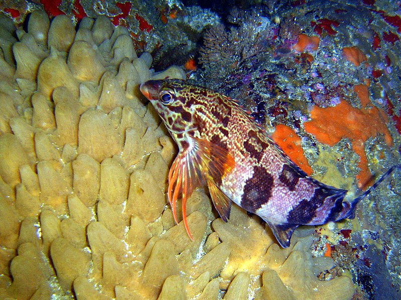 File:A beige-yellow turreted sponge at Coral Gardens Rooi-els DSC00272.JPG