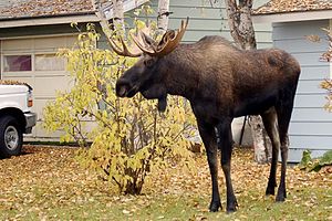 A bull moose stands under birch tree.jpg