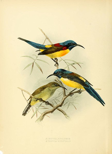 File:A monograph of the Nectariniidae, or, Family of sun-birds (6431084769).jpg