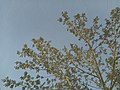 A picture of the topmost part of a tree taken through a fine mesh grid.jpg