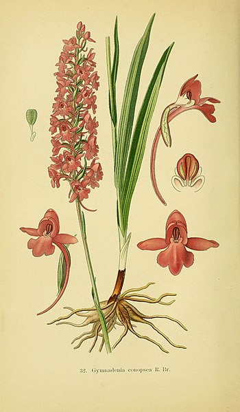 File:Abbildungen der in Deutschland und den angrenzenden gebieten vorkommenden grundformen der orchideenarten (Pl 32 Gymnadenia con) (6021567131).jpg