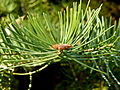 Abies concolor