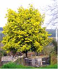 Miniatura para Acacia dealbata