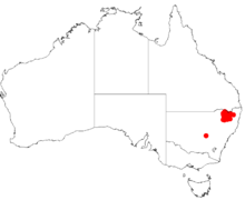 Acacia leptocladaDistMap528.png