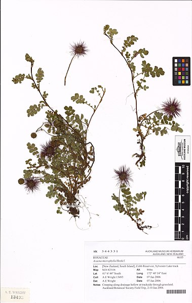 File:Acaena microphylla Hook.f. (AM AK344331).jpg