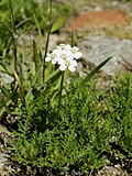 Vignette pour Achillea erba-rotta