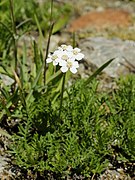 Achillea erba-rotta