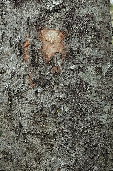 File:Acrocarpus fraxinifolius1-Western Ghats-biotik-team-Ayyappan.jpg