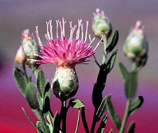 <i>Leuzea repens</i> Species of flowering plants in the daisy family Asteraceae