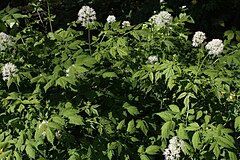 Actaea rubra Lännenkonnanmarja C IMG 3356.JPG